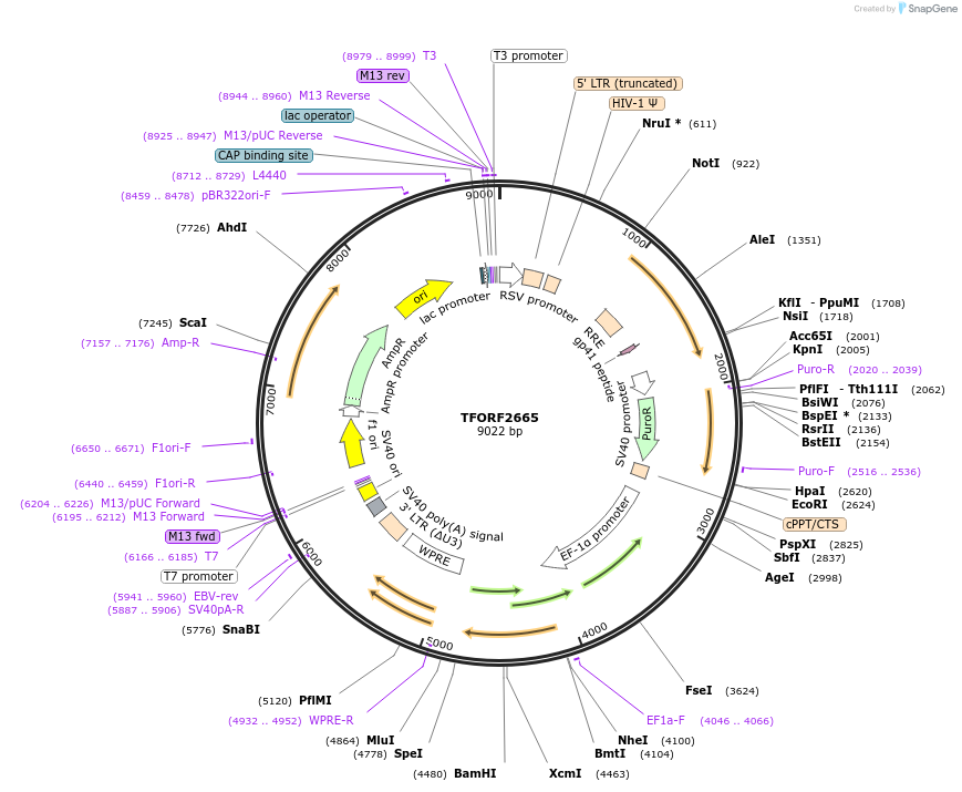 142351-plasmid-map-sequence-id-454970