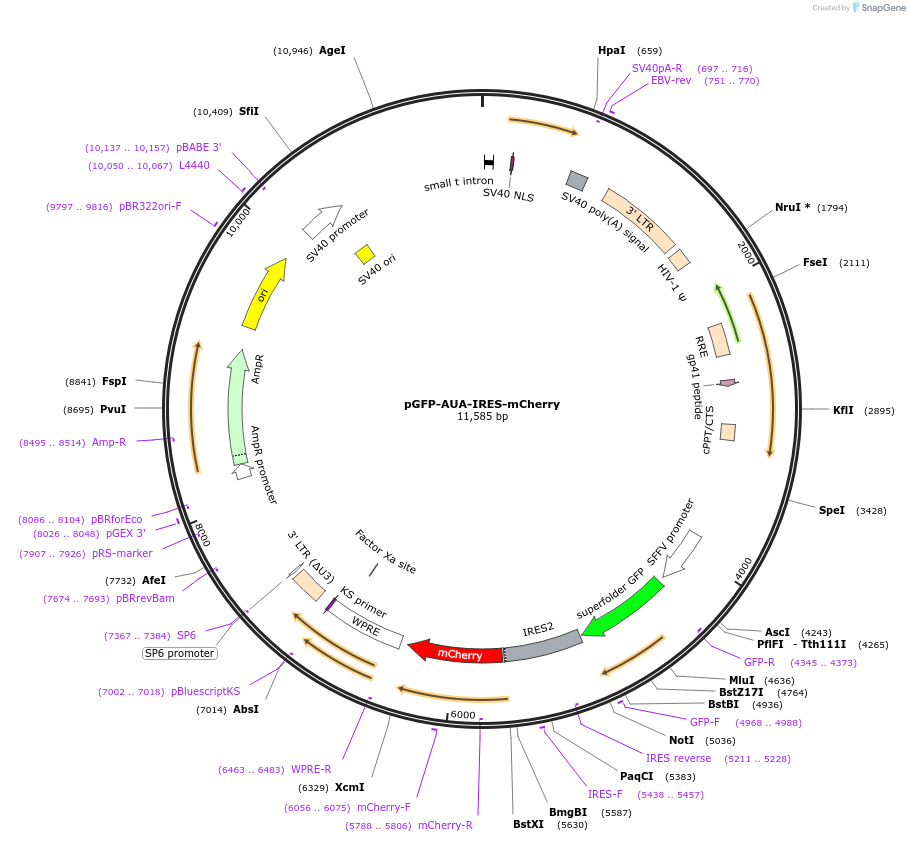 222116-plasmid-map-sequence-id-454973