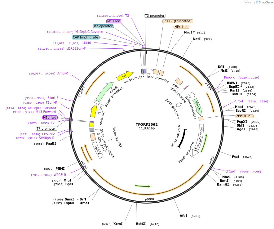 142368-plasmid-map-sequence-id-454974