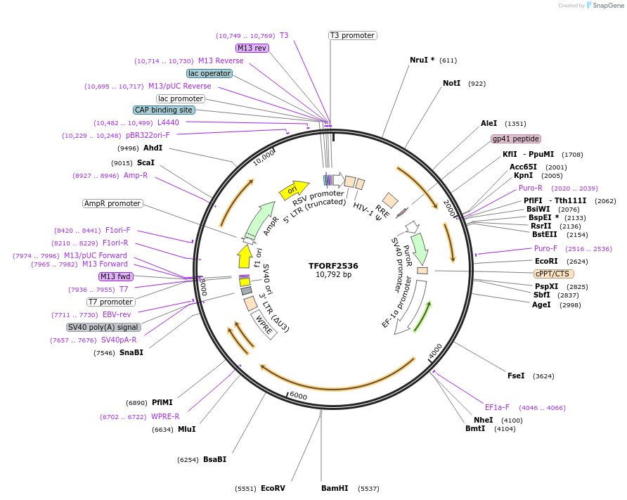 142397-plasmid-map-sequence-id-454976