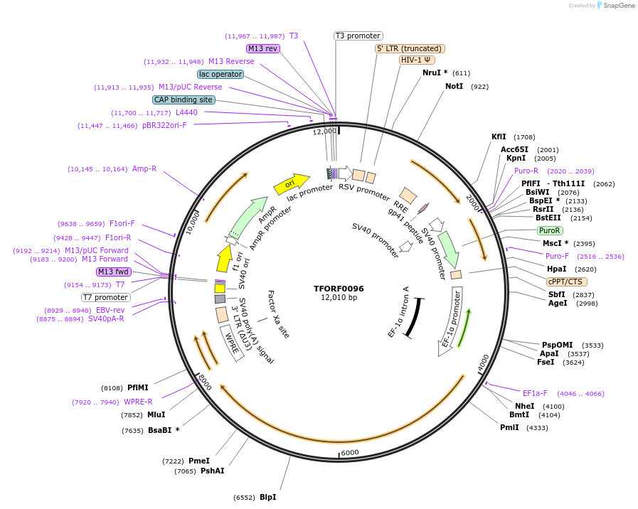 142459-plasmid-map-sequence-id-454978