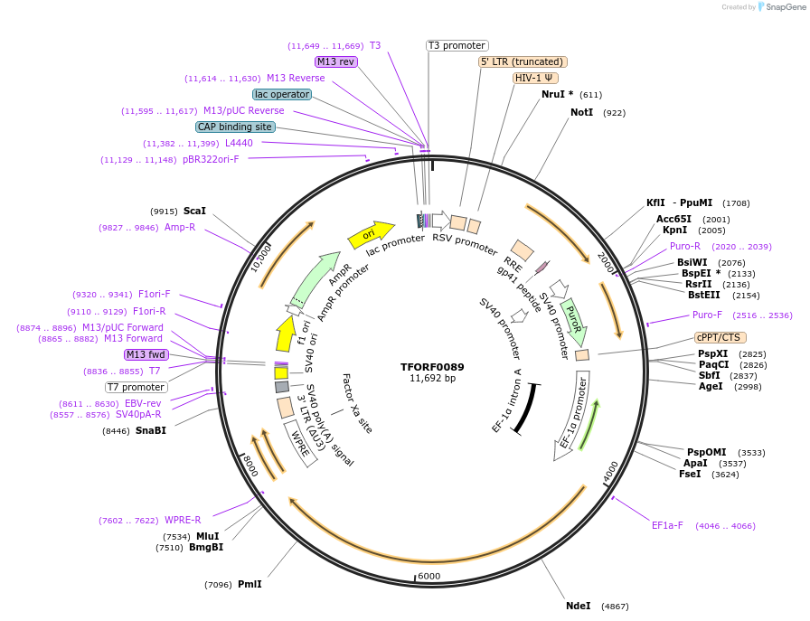 142532-plasmid-map-sequence-id-454979