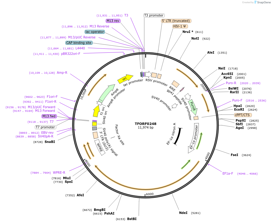 142572-plasmid-map-sequence-id-454983