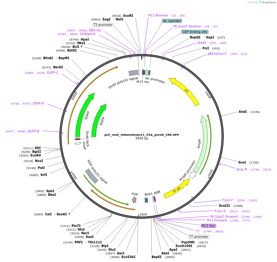 229227-plasmid-map-sequence-id-454989