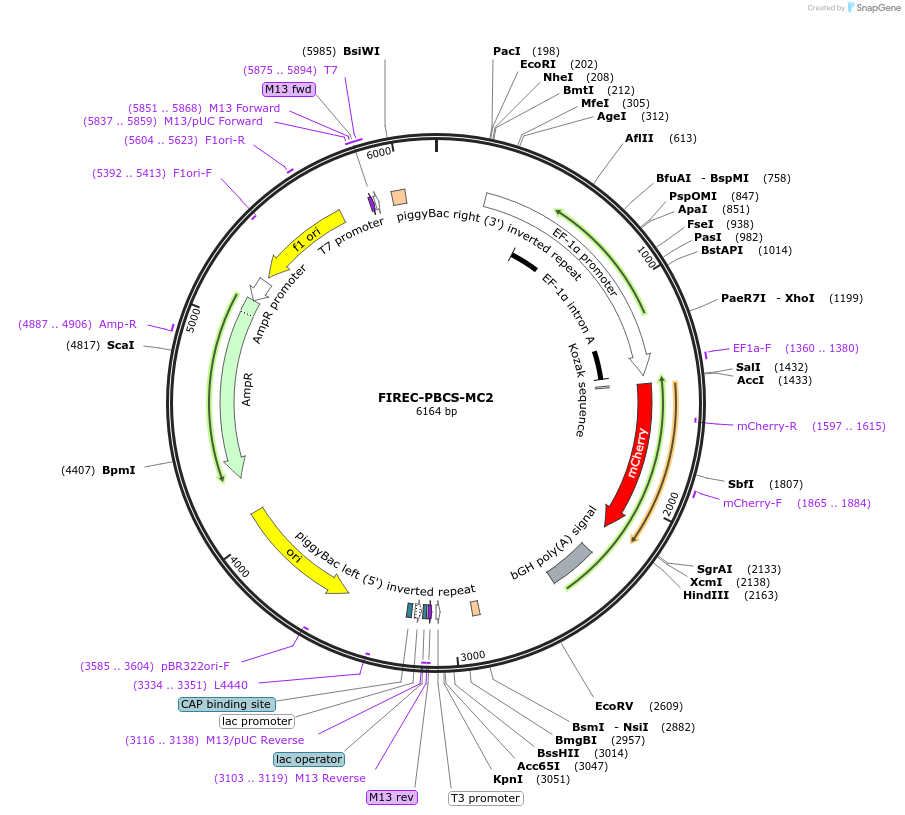 228698-plasmid-map-sequence-id-454991