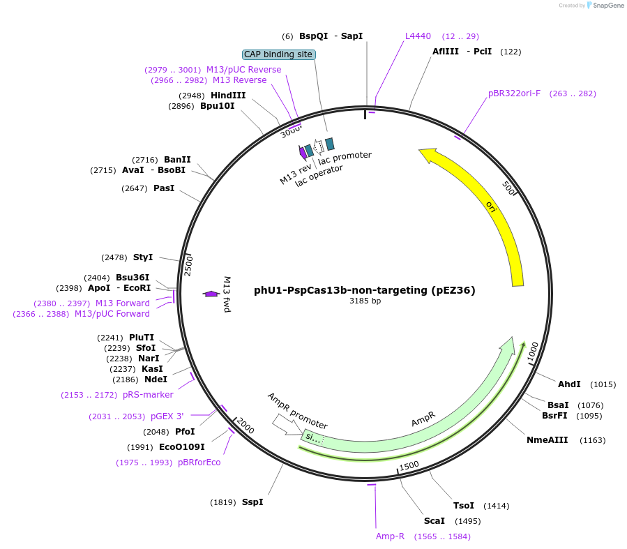 229053-plasmid-map-sequence-id-454993