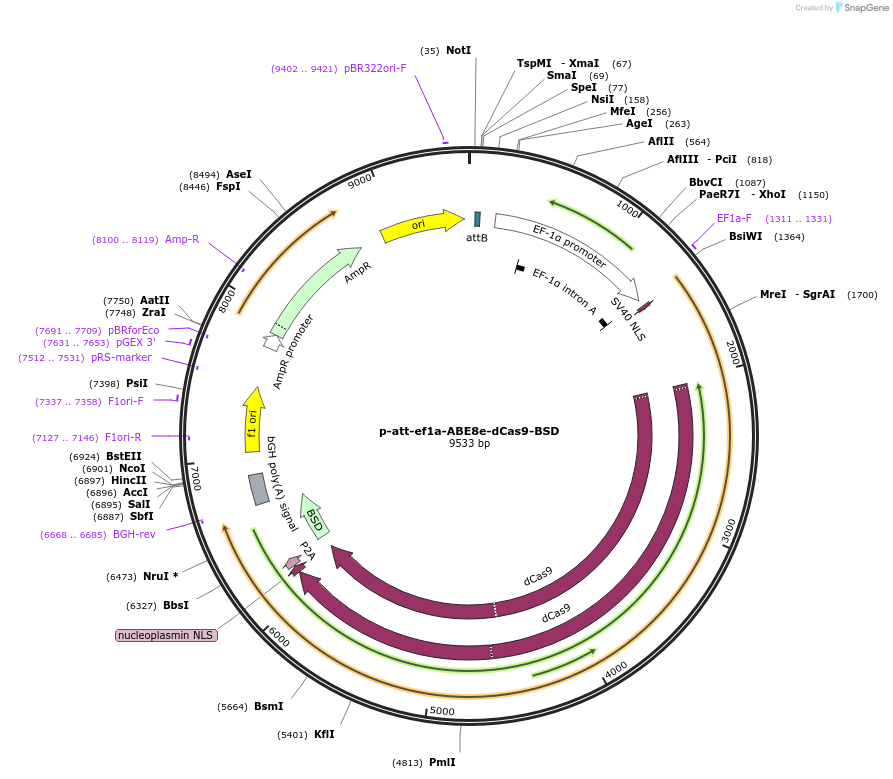 226116-plasmid-map-sequence-id-454996