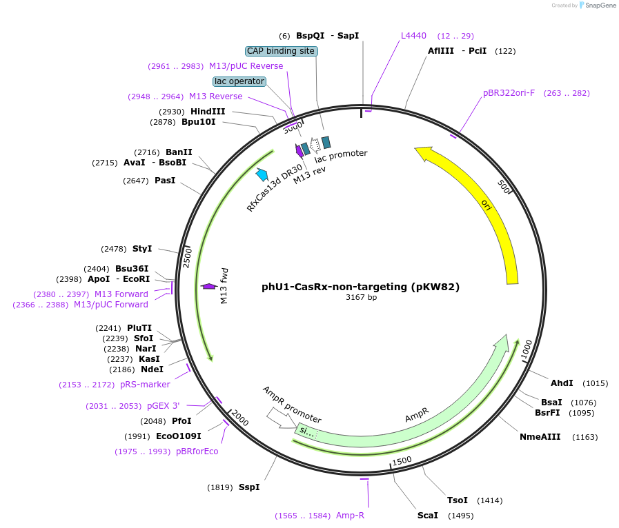 229050-plasmid-map-sequence-id-454998