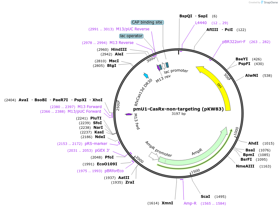 229051-plasmid-map-sequence-id-454999