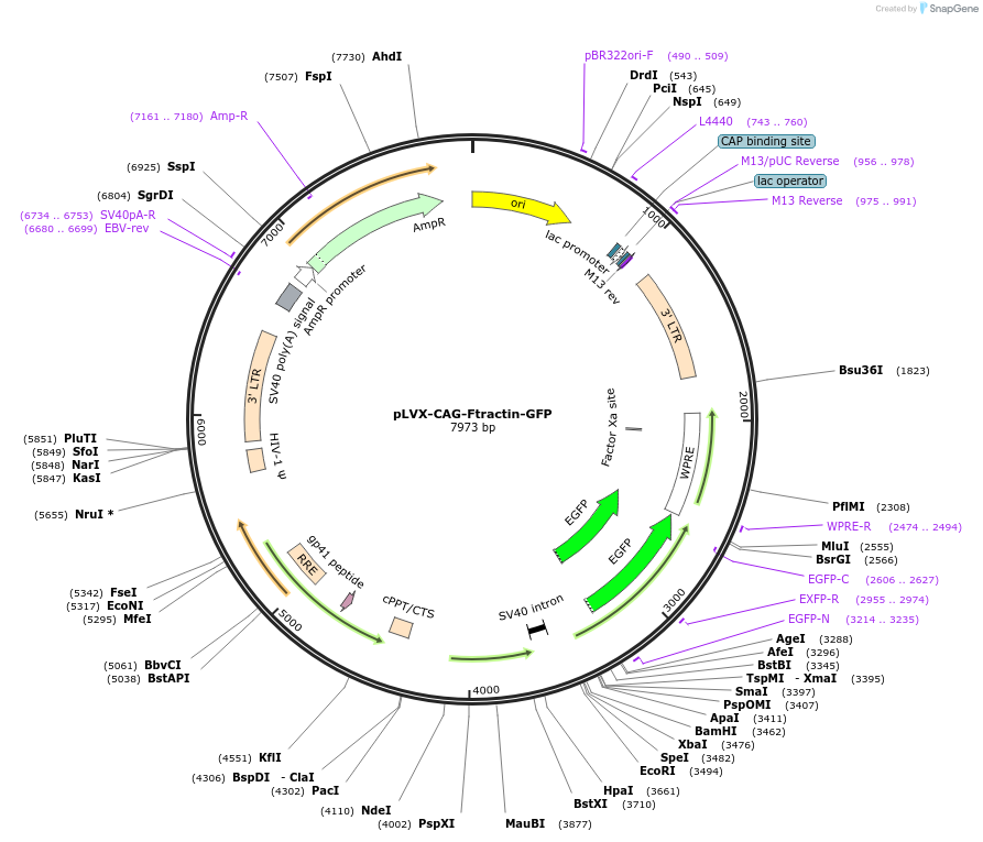 219569-plasmid-map-sequence-id-455030