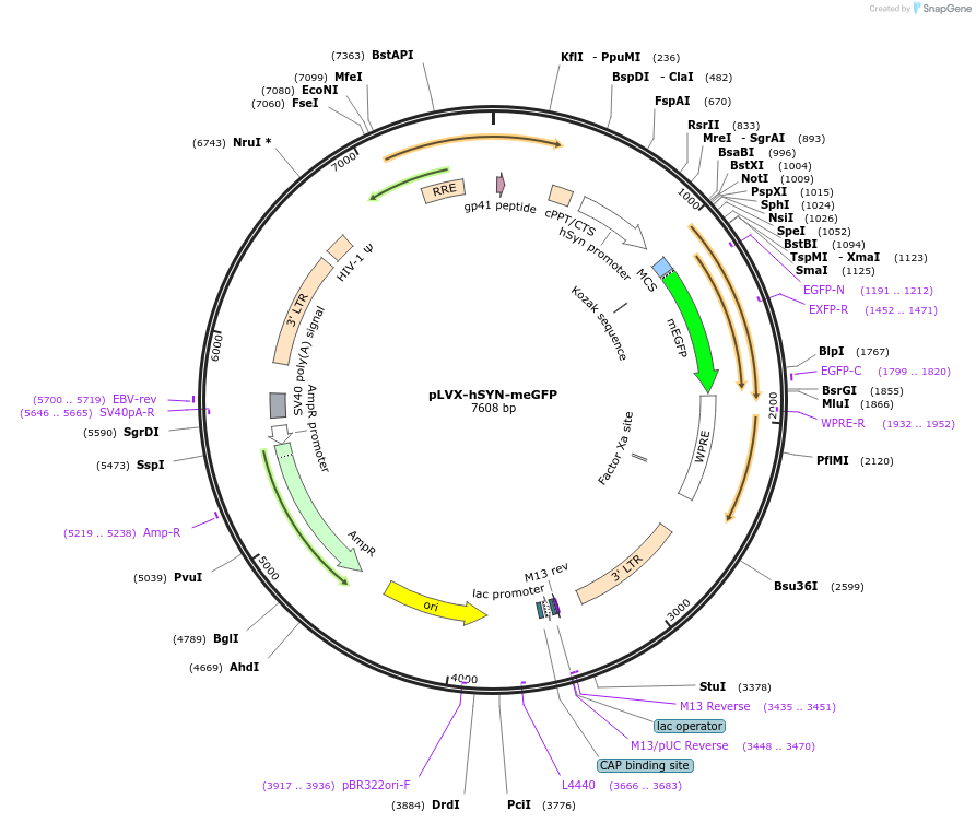225201-plasmid-map-sequence-id-455033