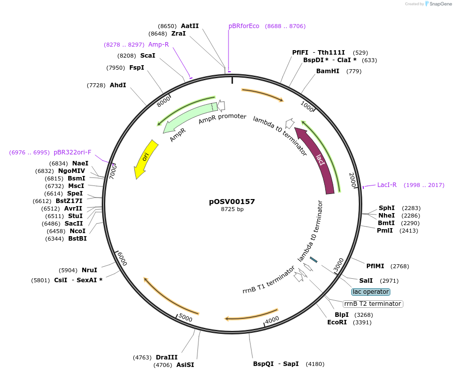 222937-plasmid-map-sequence-id-455034