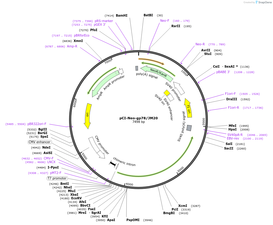 13303-plasmid-map-sequence-id-455035