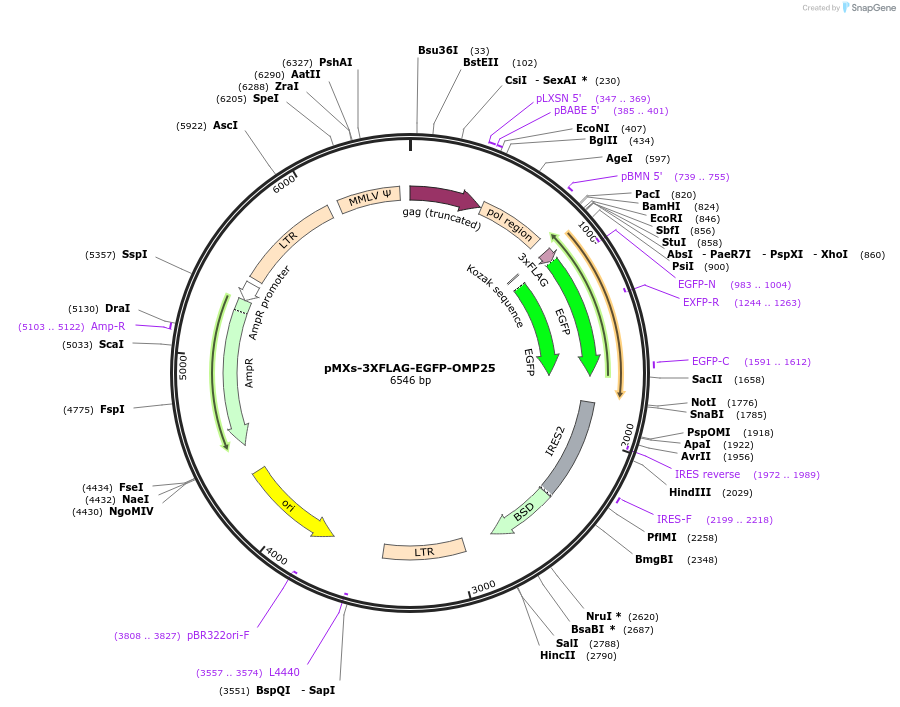 83354-plasmid-map-sequence-id-455037
