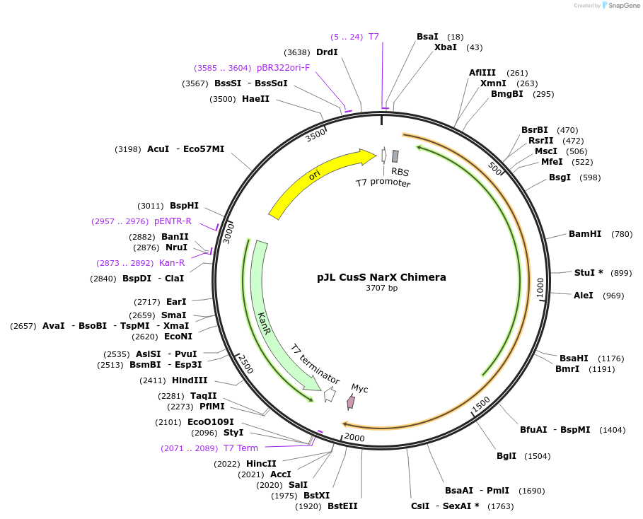 225652-plasmid-map-sequence-id-455039