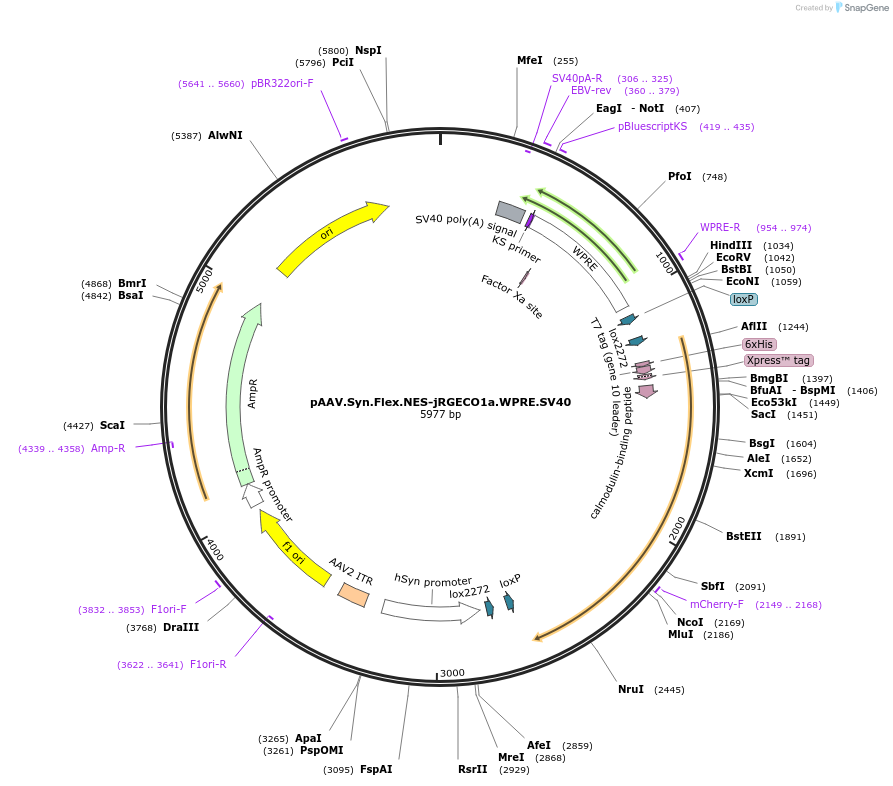 100853-plasmid-map-sequence-id-455105