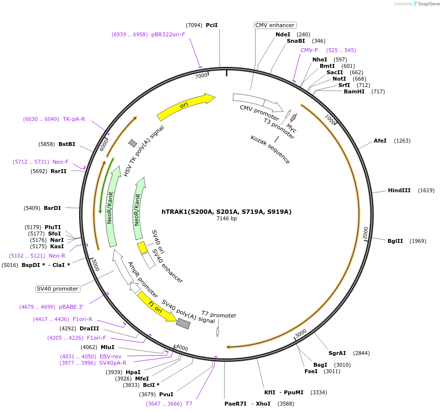 225225-plasmid-map-sequence-id-455129