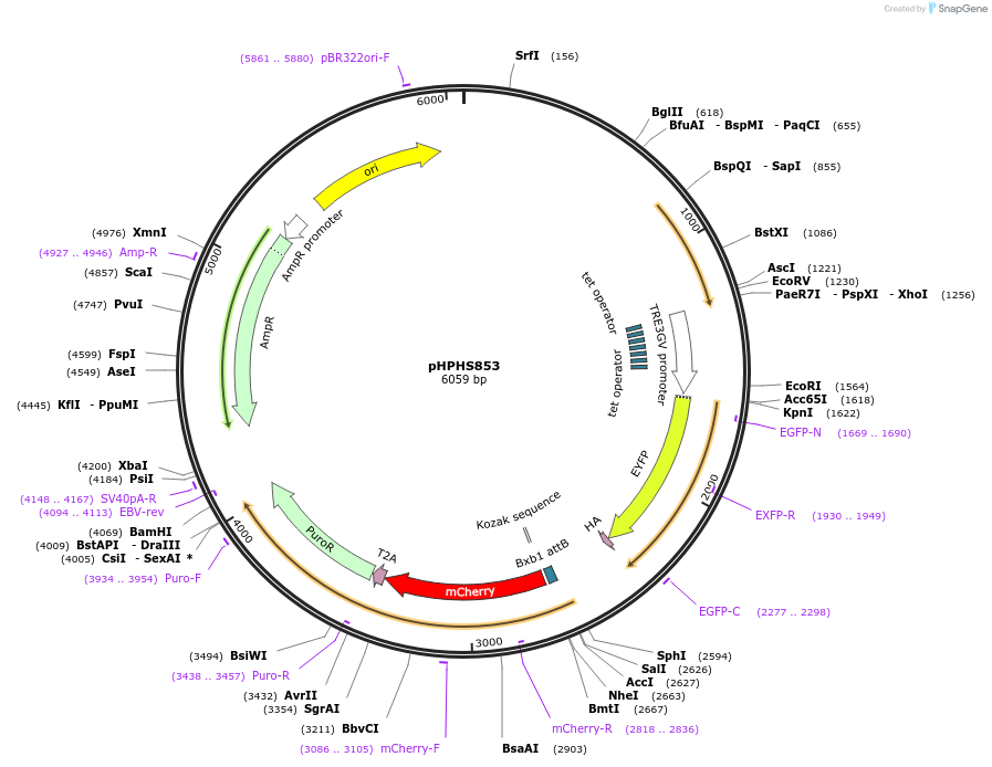 228236-plasmid-map-sequence-id-455143