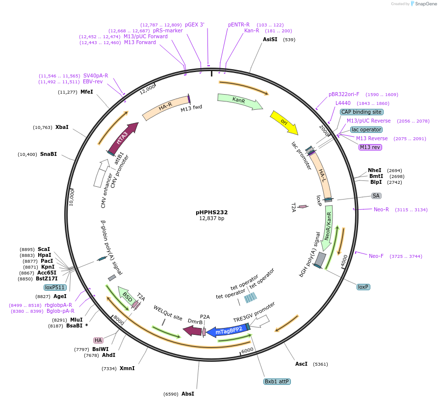 228356-plasmid-map-sequence-id-455149