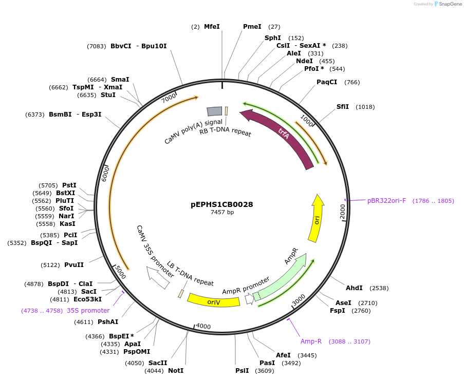 227537-plasmid-map-sequence-id-455191