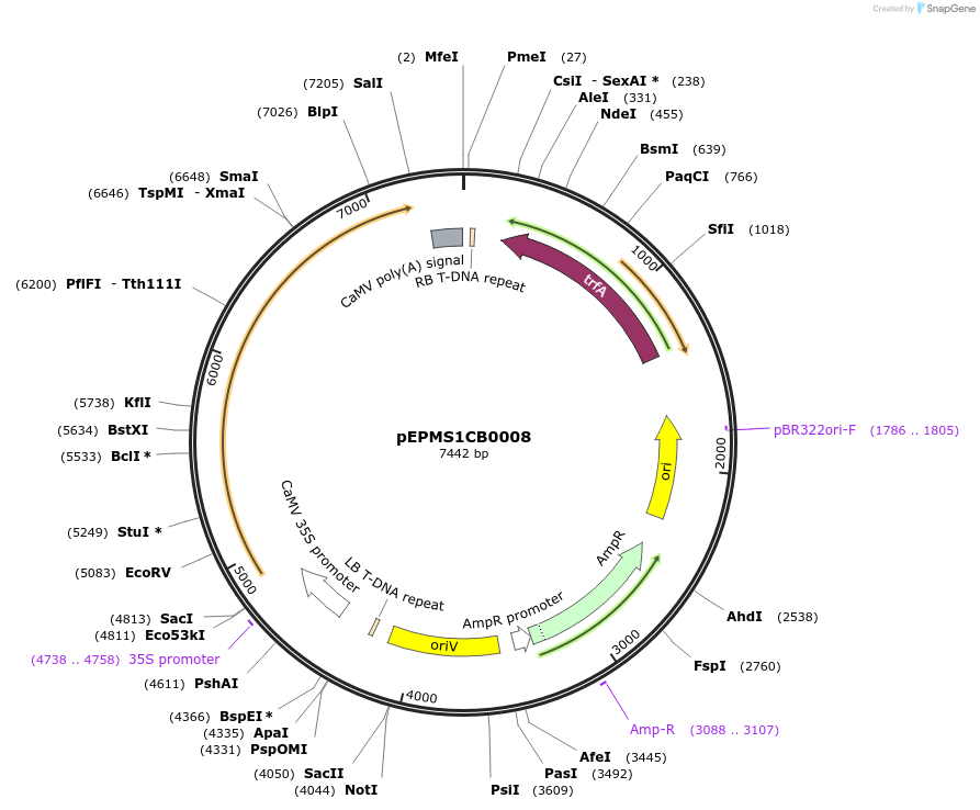 227539-plasmid-map-sequence-id-455193