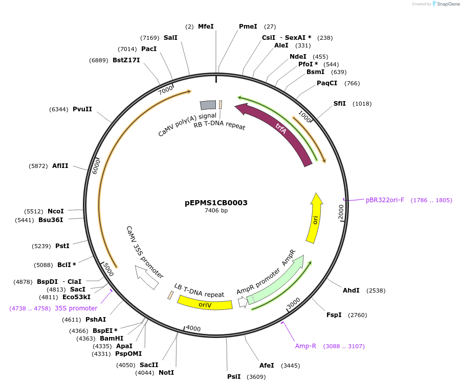 227541-plasmid-map-sequence-id-455195