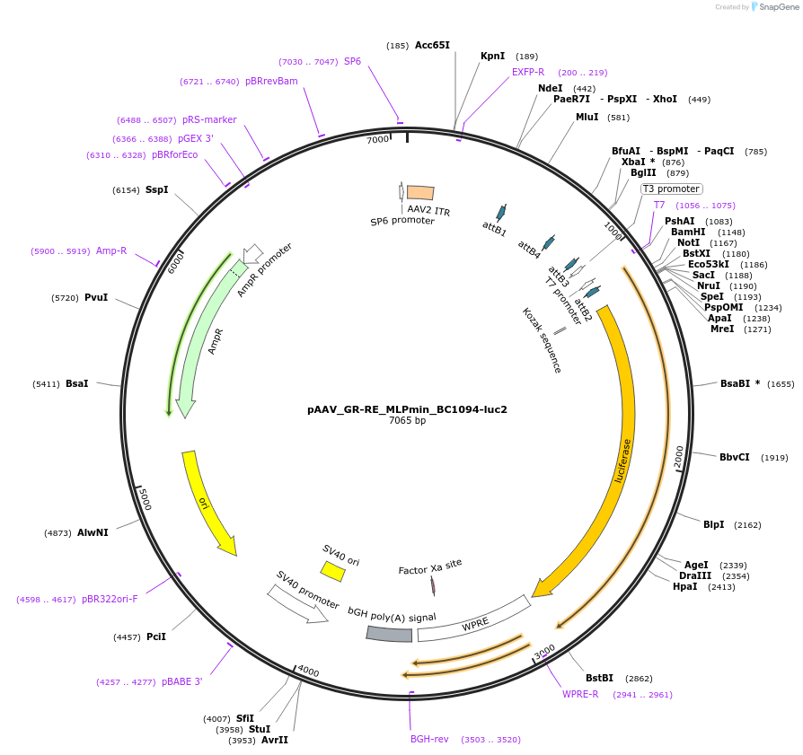 227114-plasmid-map-sequence-id-455196