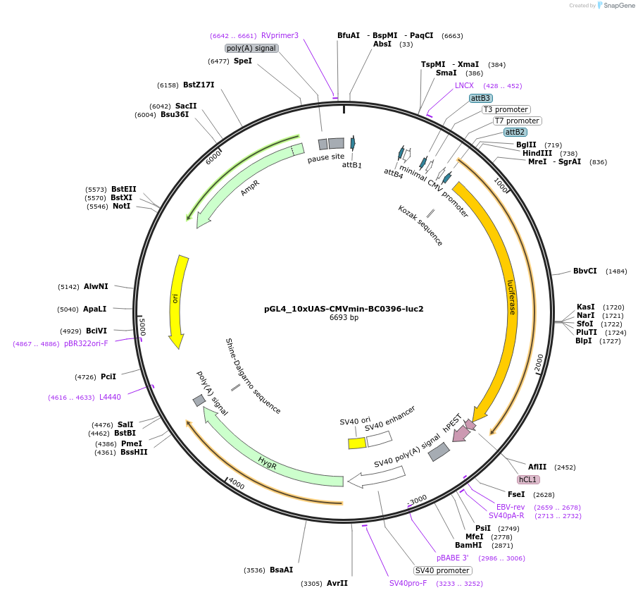 227115-plasmid-map-sequence-id-455201