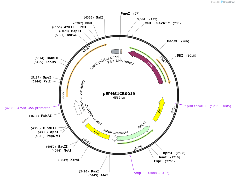 227544-plasmid-map-sequence-id-455202