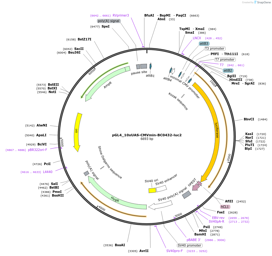 227124-plasmid-map-sequence-id-455215