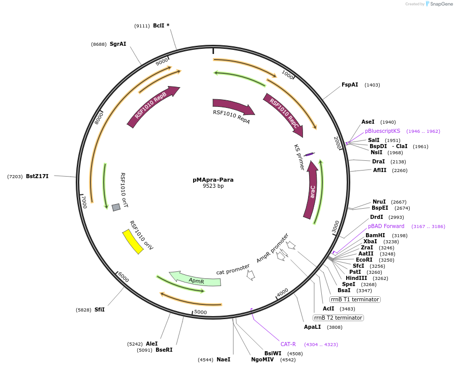 218362-plasmid-map-sequence-id-455247