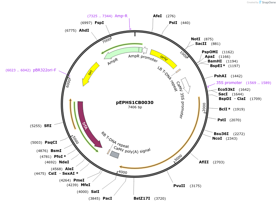227557-plasmid-map-sequence-id-455257