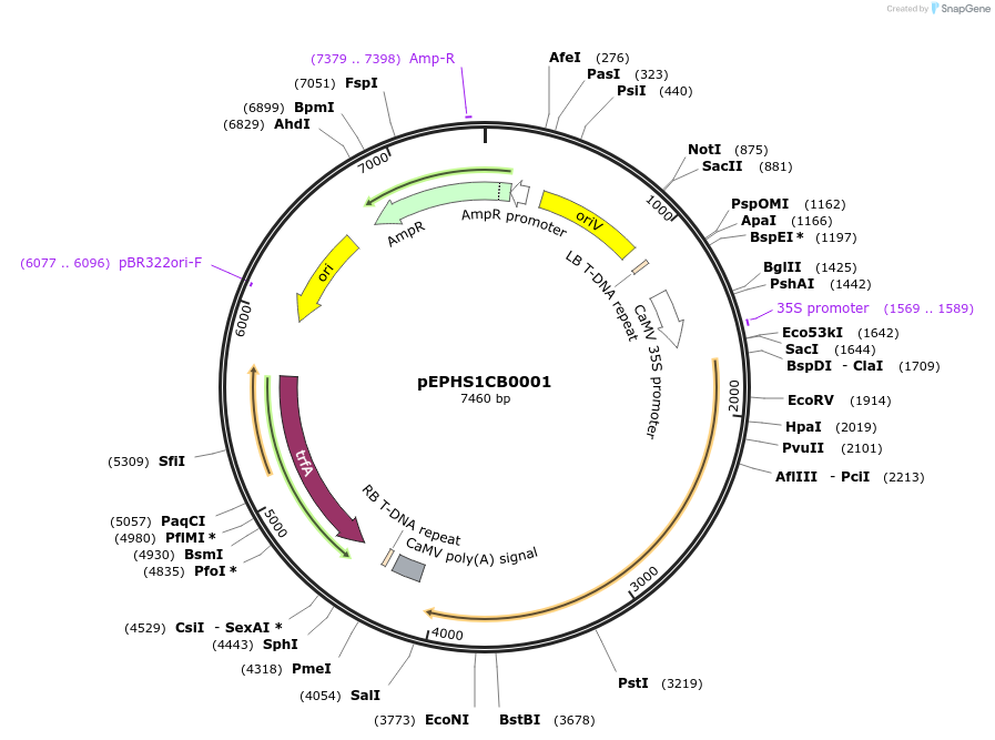 227559-plasmid-map-sequence-id-455266