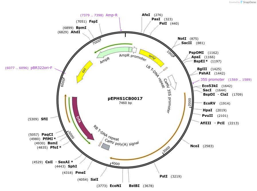 227563-plasmid-map-sequence-id-455275