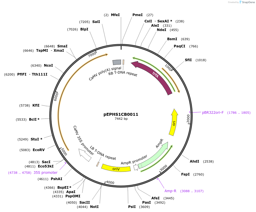 227567-plasmid-map-sequence-id-455279