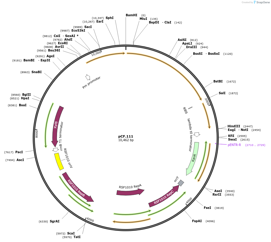 227187-plasmid-map-sequence-id-455284