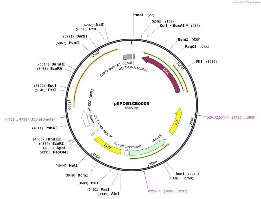 227572-plasmid-map-sequence-id-455285