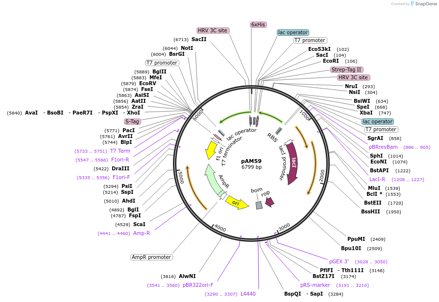 227655-plasmid-map-sequence-id-455288