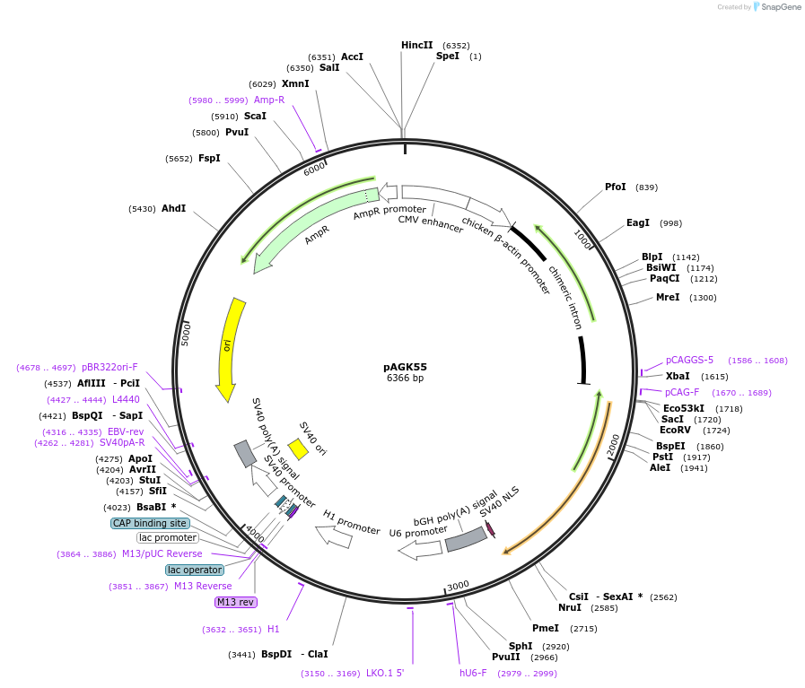 228114-plasmid-map-sequence-id-455303