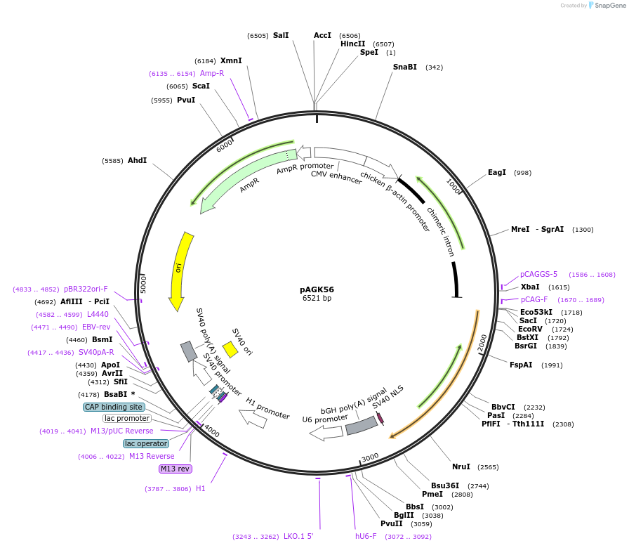 228116-plasmid-map-sequence-id-455373
