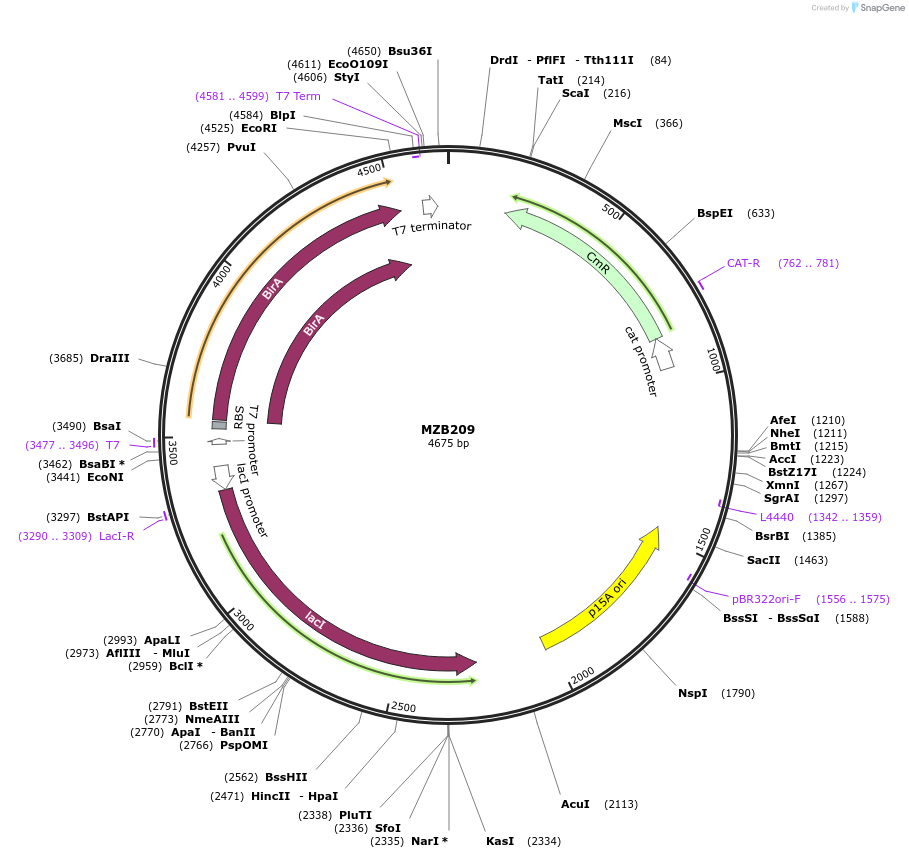 228492-plasmid-map-sequence-id-455391