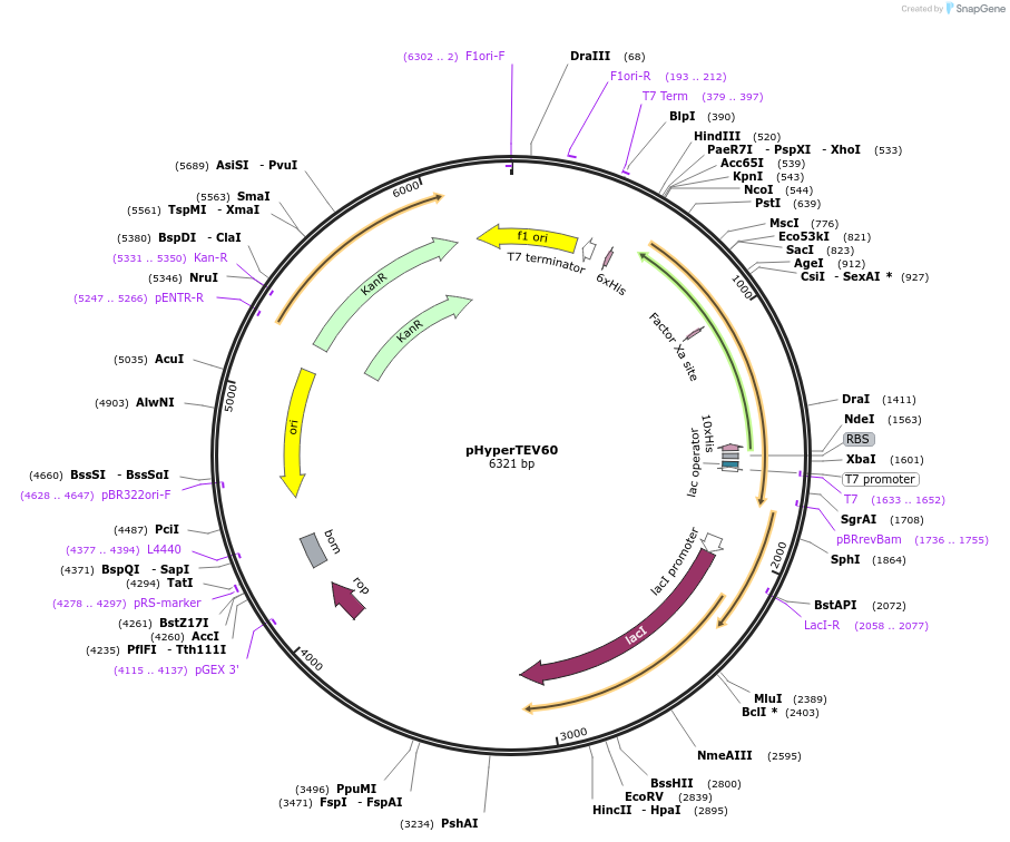 228496-plasmid-map-sequence-id-455395