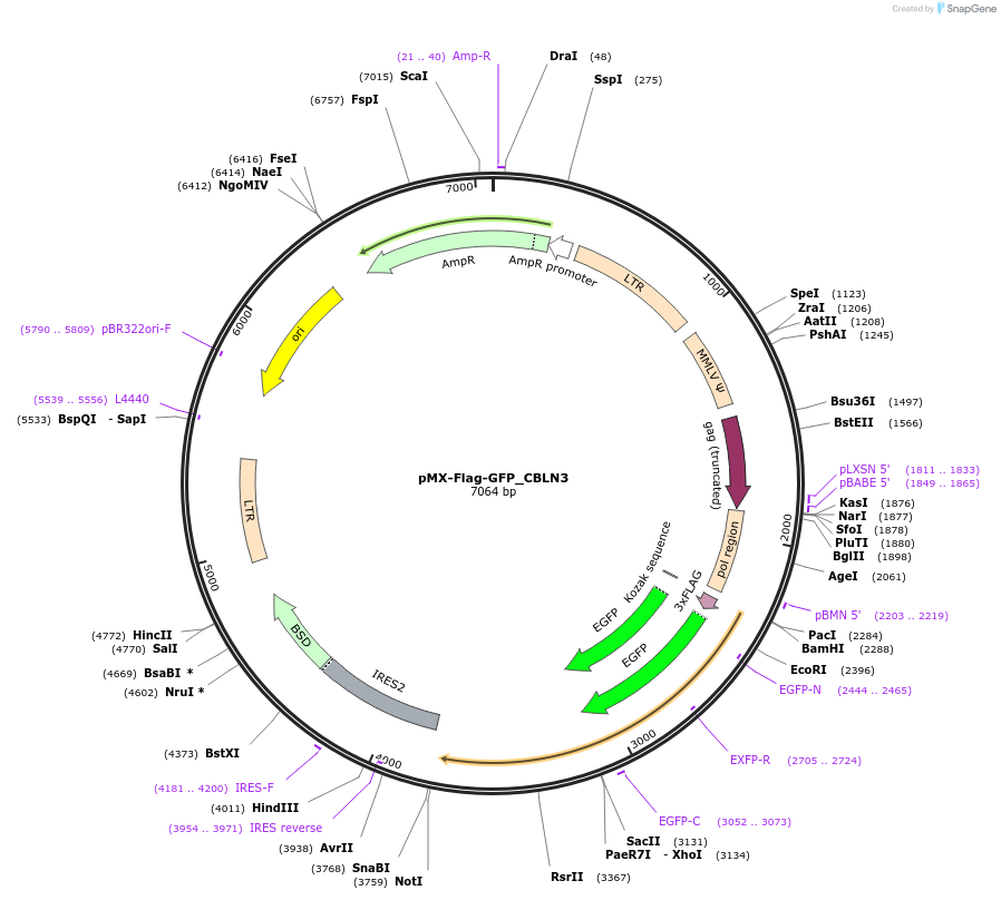 227950-plasmid-map-sequence-id-455399