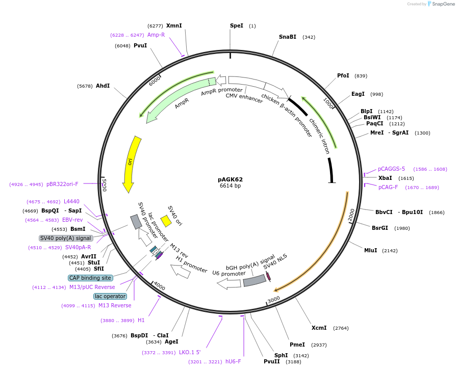 228122-plasmid-map-sequence-id-455403
