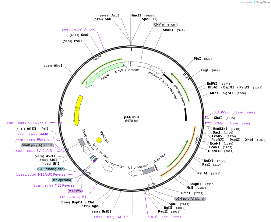 228119-plasmid-map-sequence-id-455406