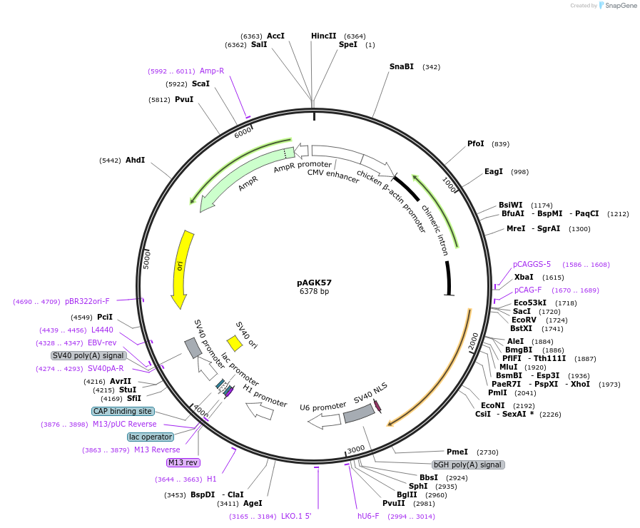 228117-plasmid-map-sequence-id-455407