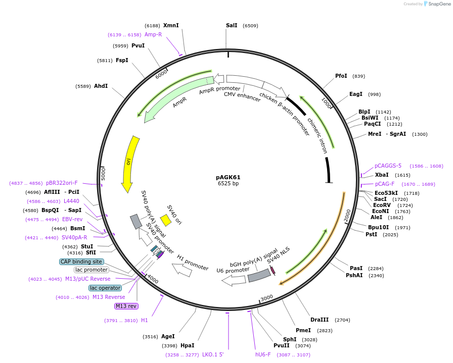 228121-plasmid-map-sequence-id-455410