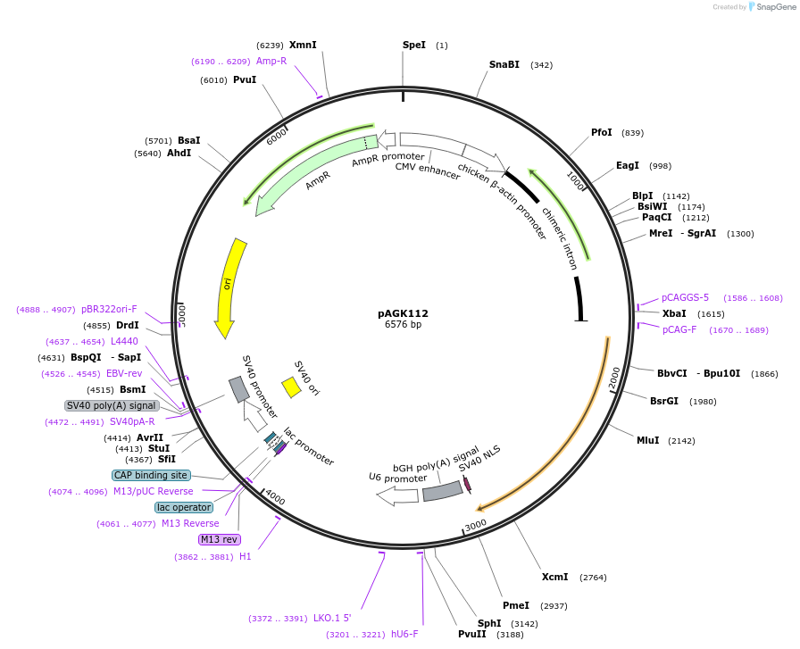 228127-plasmid-map-sequence-id-455412