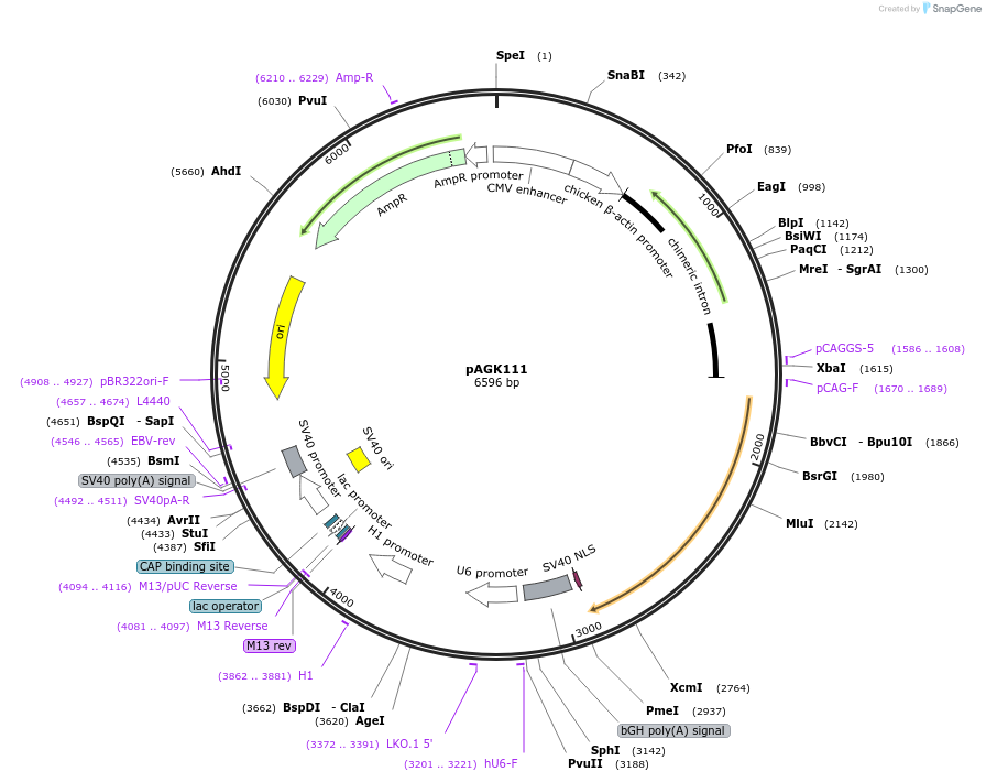 228126-plasmid-map-sequence-id-455418