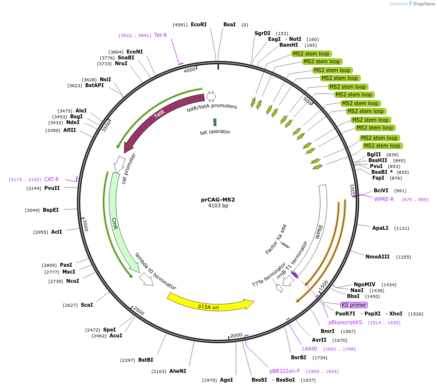 191121-plasmid-map-sequence-id-455420